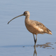 Long-billed curlew